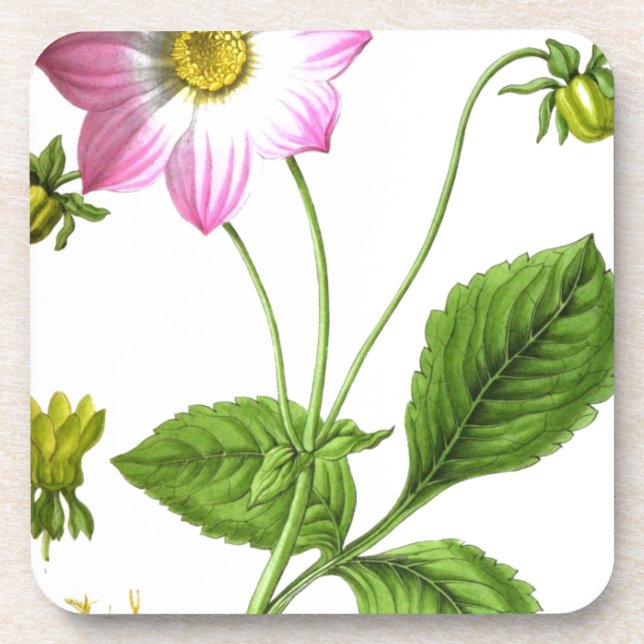 Posavasos Gracia (Frente)