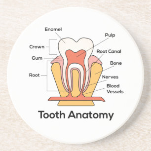 Posavasos Gráfica de anatomía dental