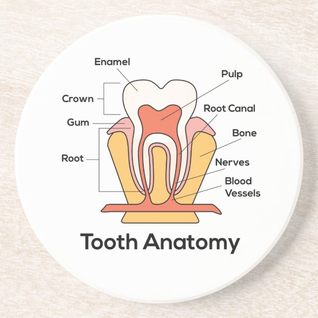 Posavasos Gráfica de anatomía dental (Frente)