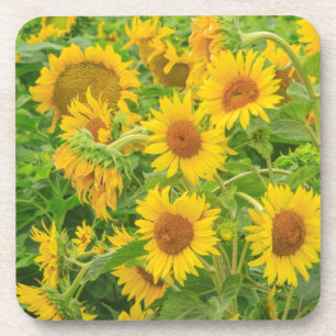 Posavasos Gran campo de girasoles cerca de Moses Lake, WA 2