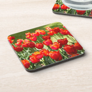 Posavasos Gran campo de tulipanes rojos