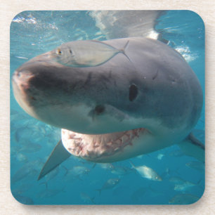 Posavasos Gran foto de cierre de tiburón blanco
