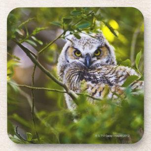 Posavasos Gran Owlet de cuernos