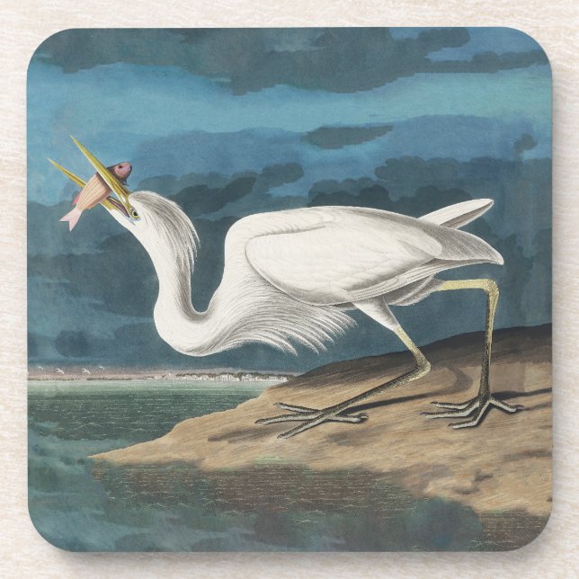 Posavasos Gran pintura de vida silvestre de la garza Audubon (Frente)