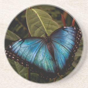 Posavasos Grande, hermosa mariposa azul