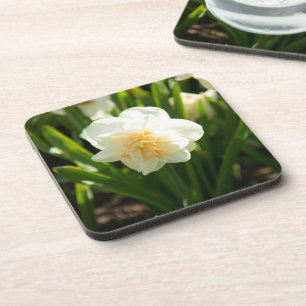 Posavasos Grandes narcisos blancos en un día de primavera 