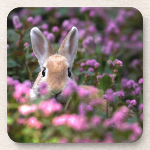 Posavasos Granja de conejo
