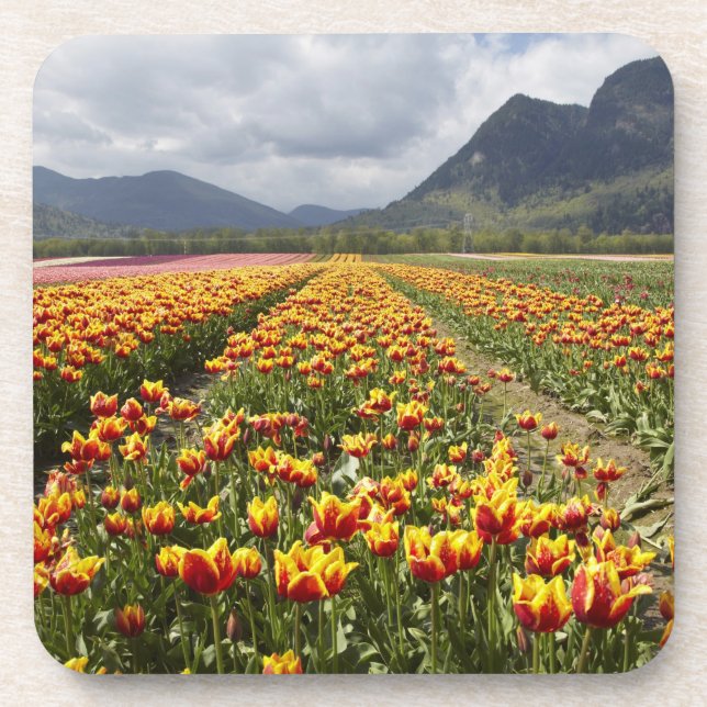Posavasos Granja Tulip cerca de Agassiz, Columbia Británica (Frente)