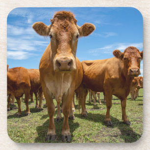 Posavasos Granjas   Grupo Vaca Marrón