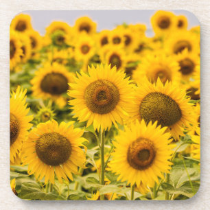 Posavasos Granjas   Un Campo De Girasol