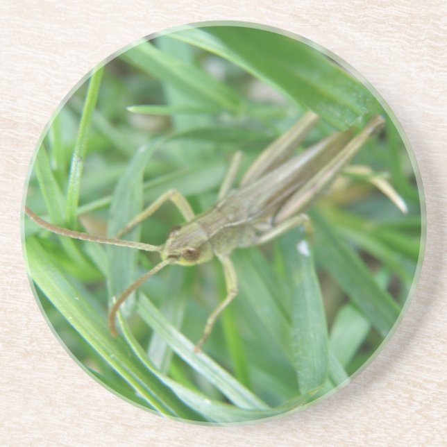 Posavasos Grasshopper Coasters (Frente)