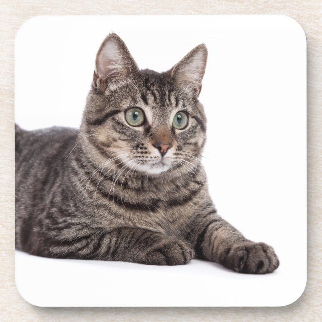 Posavasos Gray Tabby Cat (Frente)