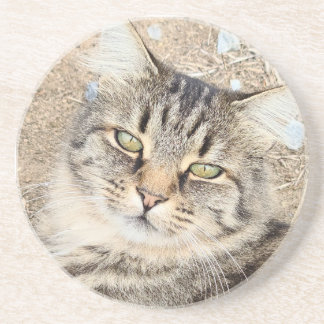 Posavasos Gray Tabby Cat Sandstone Coaster