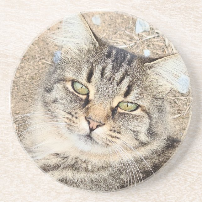 Posavasos Gray Tabby Cat Sandstone Coaster (Frente)