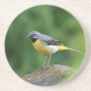 Posavasos Gray Wagtail - pájaro