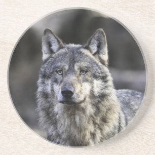 Posavasos Gray Wolf