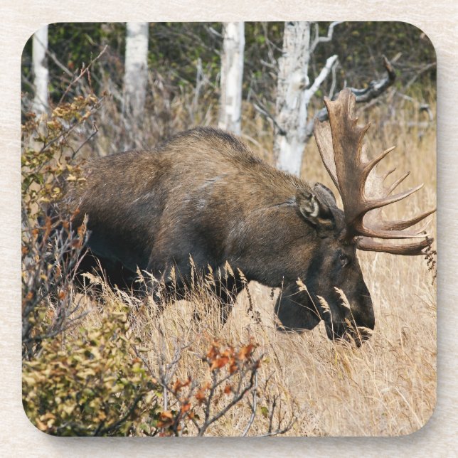 Posavasos Grazing Bull Moose (Frente)