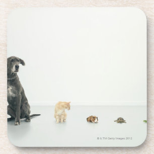 Posavasos Great dane, gato, conejillo de Indias, tortuga y