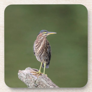 Posavasos Green Heron en un blog