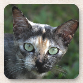 Posavasos Grey Brown White Cat with Green Eyes