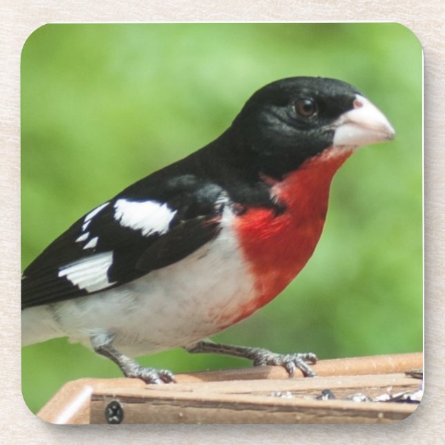 Posavasos Grosbeak de pecho Rosa (Frente)