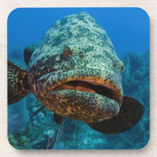 Posavasos Grouper Goliath del Atlántico
