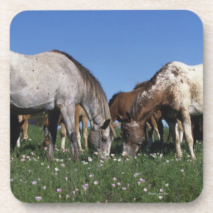 Posavasos Grupo de caballos del Appaloosa que pastan