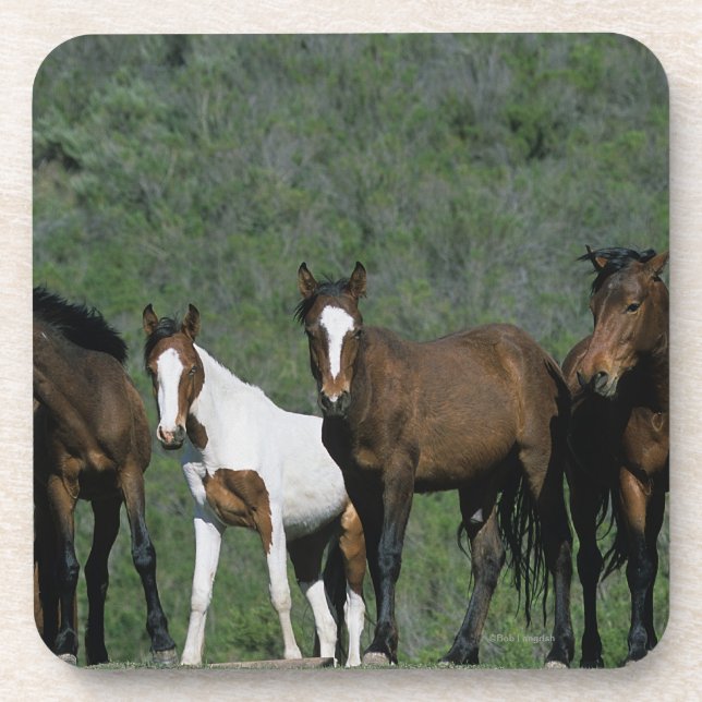 Posavasos Grupo de caballos salvajes del mustango (Frente)