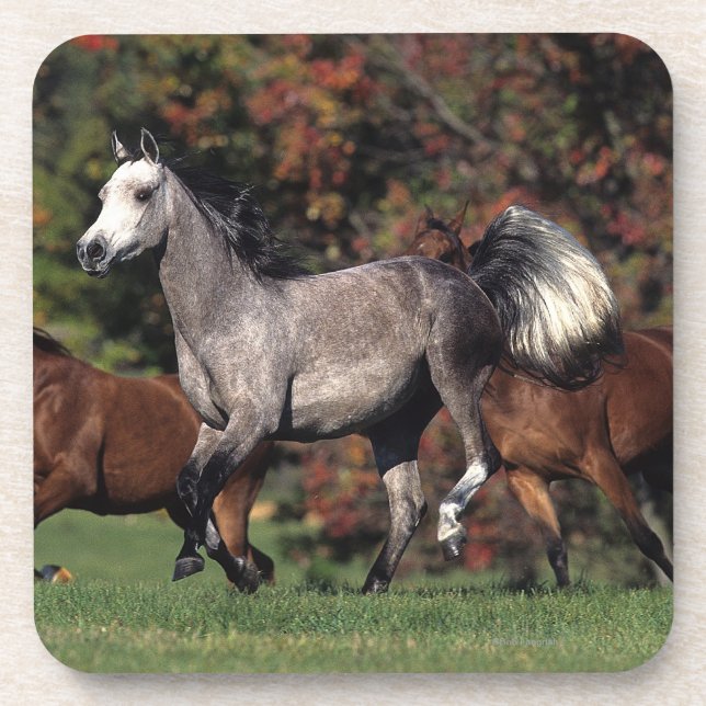 Posavasos Grupo de funcionamiento árabe de los caballos (Frente)