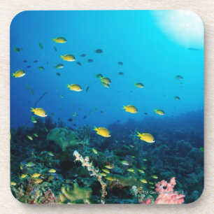 Posavasos Grupo grande de natación anaranjada Ocellated de