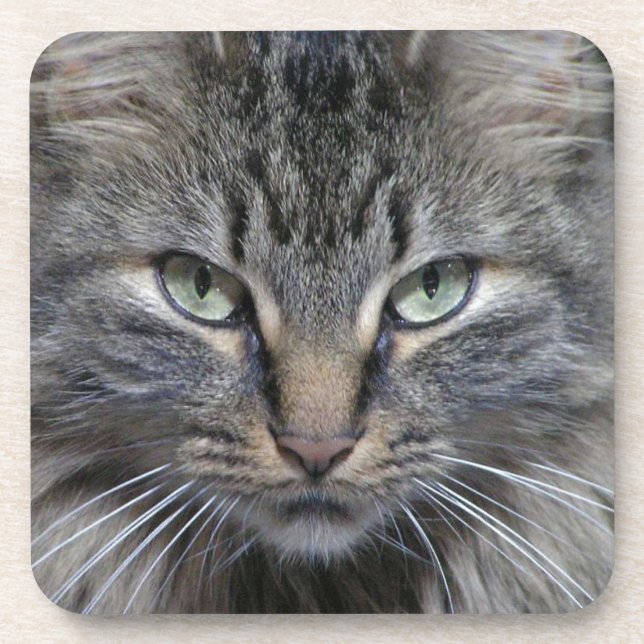 Posavasos Guardado Maine Coon Kitty Cat (Frente)