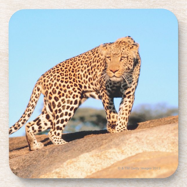 Posavasos Guepardo (Frente)