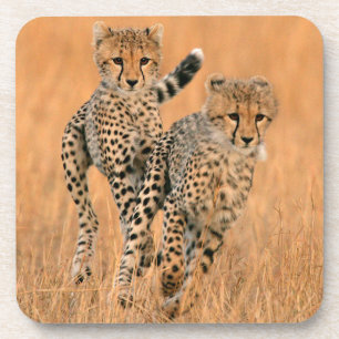 Posavasos Guepardos jóvenes (Acinonyx Jubatus) corriendo