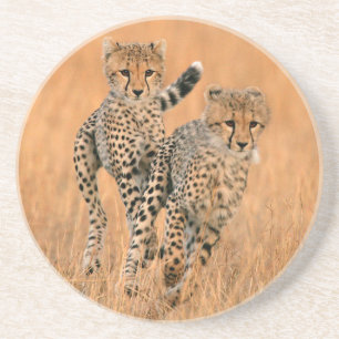 Posavasos Guepardos Jóvenes (Acinonyx Jubatus) Corriendo