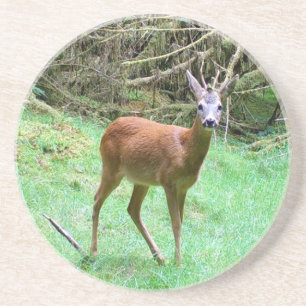 Posavasos Hábitat Natural del Corzo Macho Fauna Arenisca