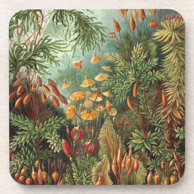 Posavasos Haeckel (Frente)