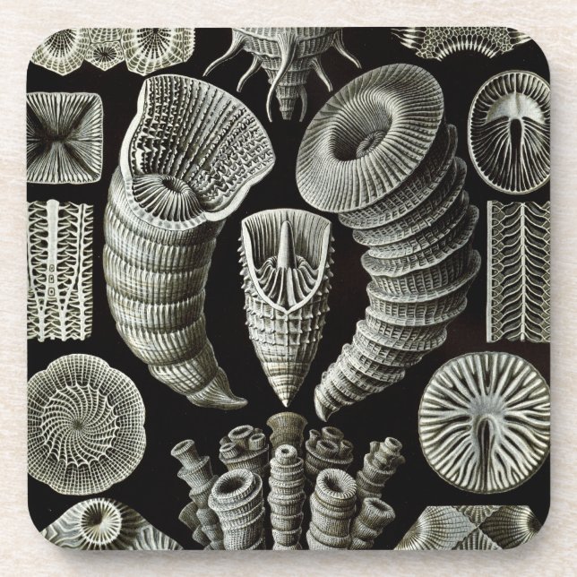 Posavasos Haeckel (Frente)