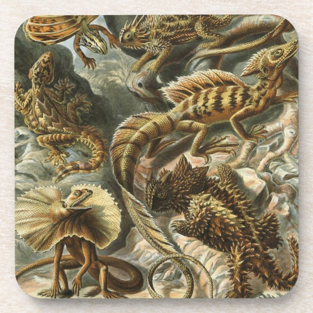 Posavasos Haeckel (Frente)