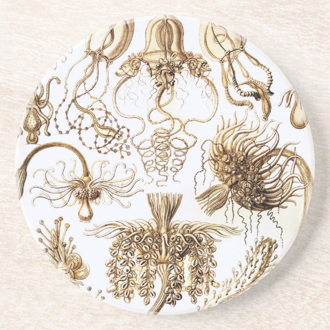 Posavasos Haeckel (Frente)