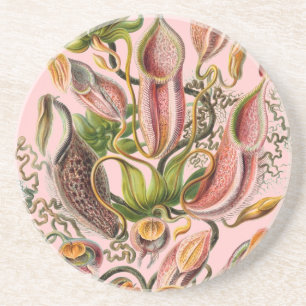 Posavasos Haeckel