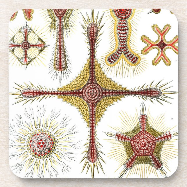 Posavasos Haeckel Antiguo (Frente)
