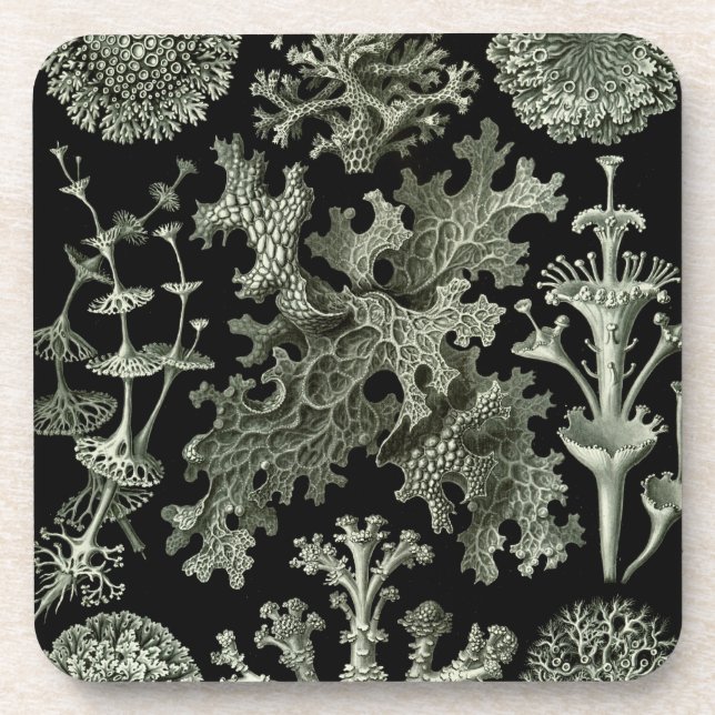 Posavasos Haeckel Black (Frente)