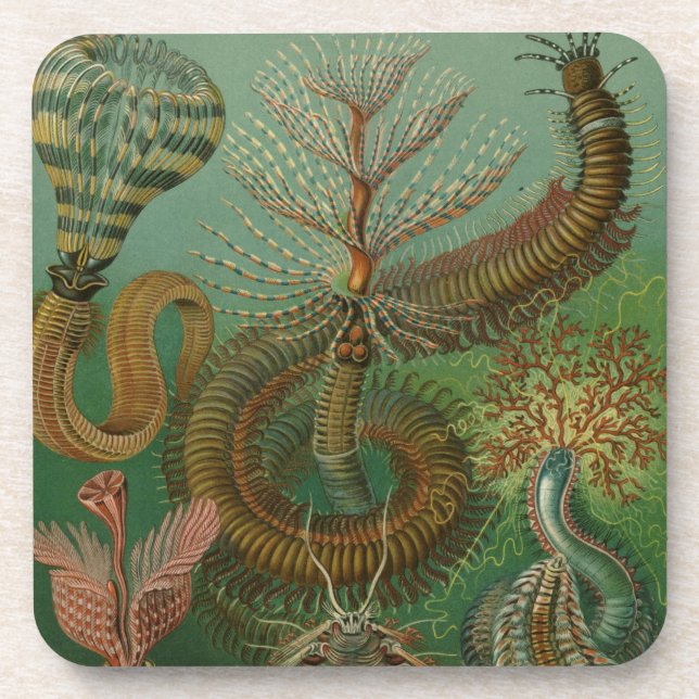 Posavasos Haeckel Centipedes (Frente)