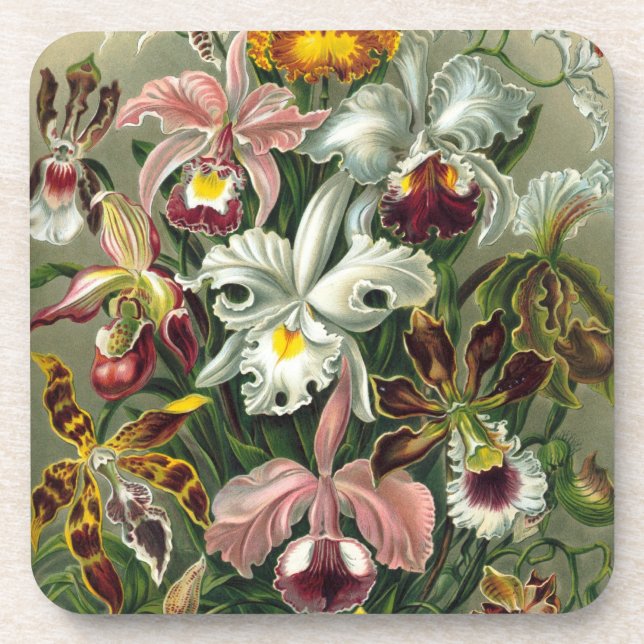 Posavasos Haeckel Orchids (Frente)