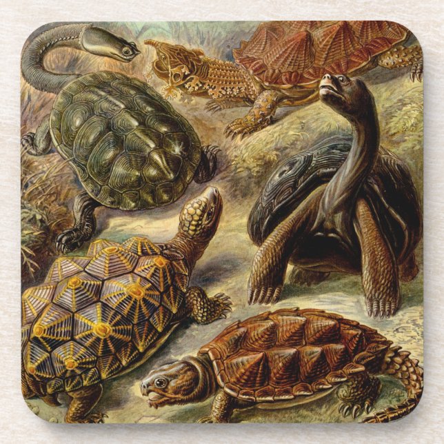 Posavasos Haeckel Tortoises (Frente)