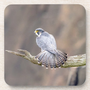 Posavasos Halcón Peregrino en el Parque Interestatal de Pali