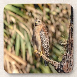 Posavasos Halcón rojo con hombro en un árbol