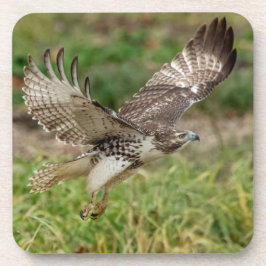 Posavasos Halcón rojo inmaduro