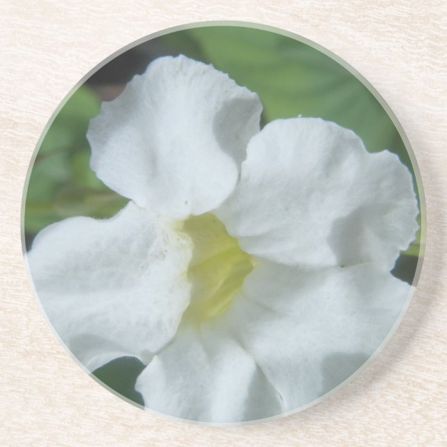 Posavasos Hallan flor tropical blanca en Fiyi (Frente)