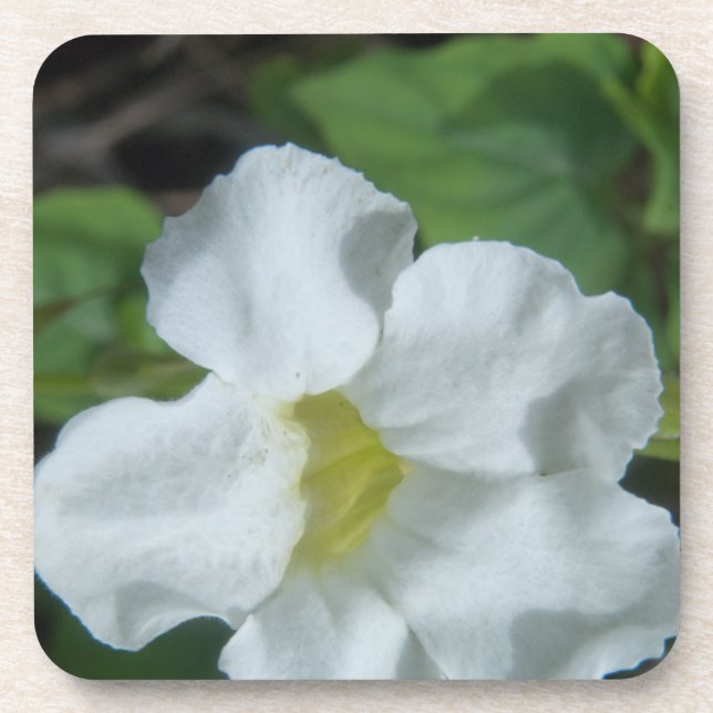 Posavasos Hallan flor tropical blanca en Fiyi (Frente)